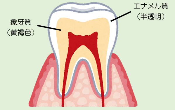 加齢で歯が黄ばむ理由